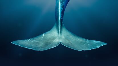 Cachalotes en el Mediterráneo: tras el rastro sonoro del gigante marino 