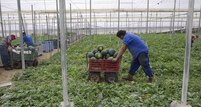 Trabajadores de un invernadero de El Ejido (Almer&iacute;a).