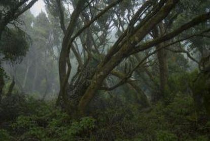 Bosques húmedos de laurisilva en la isla de El Hierro.