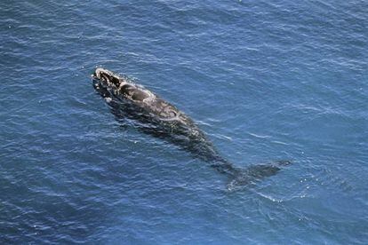 Canadá protege a la ballena negra del Atlántico Norte | Mundo animal | EL  PAÍS