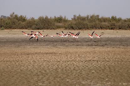 Un grupo de flamencos en la laguna de Santa Olalla, seca por completo en el Parque Nacional de Doñana. / PACO PUENTES
