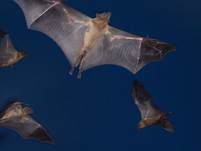 Murciélagos frugívoros en su migración anual hasta el parque nacional de Kasanka, en Zambia.
