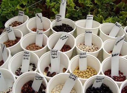 Exposición de variedades de judías secas en una granja de Shenandoah Valley (Nuevo México).