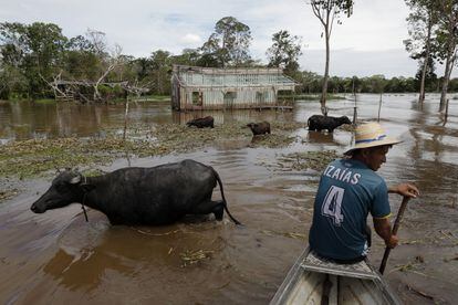 El granjero Joel Pedrosa de Andrade cuida a sus búfalos desde una canoa en las aguas crecidas del río Careiro da Varzea.