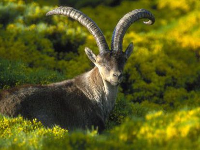 Una cabra montés en la sierra de Gredos (Ávila).