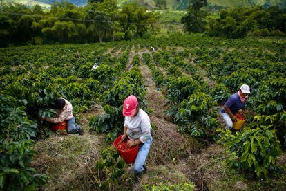 Un grupo de agricultores cosecha café en una plantación en el municipio de Gigante (Colombia)