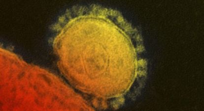 El coronavirus se identific&oacute; por vez primera en 2012.