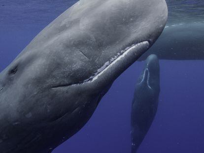 Una familia de cachalotes con una cría, en una imagen del documental 'Los secretos de las ballenas'.
