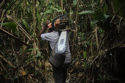 A logger goes into the jungle with his chainsaw. 