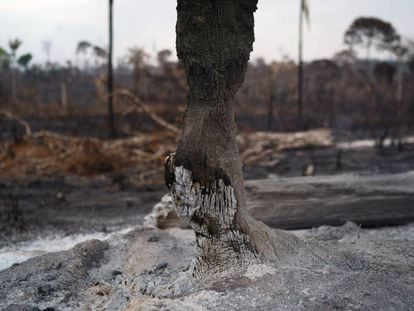 El tronco de un árbol arrasado por el fuego en la Amazonia.
