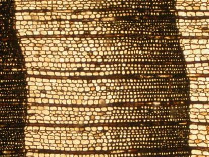 Muestra de madera f&oacute;sil encontrada en la Ant&aacute;rtida en la que se aprecian los anillos de crecimiento anual.