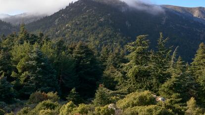 Bosque de pinsapos en el Parque Nacional de la Sierra de las Nieves en la provincia de Málaga, Andalucía.