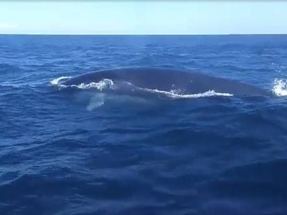La ballena, grabada desde un barco en Ibiza.