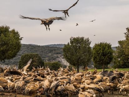 Buitres en el refugio de rapaces de Montejo de la Vega (Segovia) en 2015. La asociaci&oacute;n WWF, que dirige el refugio, tiene un acuerdo con los ganaderos y mataderos locales para aportar un suplemento alimentario a los buitres.  