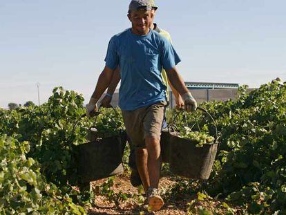 Jornaleros rumanos cargan cestos repletos de uvas en una plantación de Llanos del Caudillo.