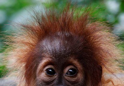 Primer plano de una cría de orangután del Zoo de Singapur.