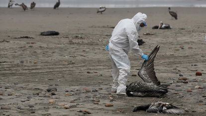 Personal del Servicio Nacional de Sanidad Agraria recoge pelícanos muertos, posiblemente infectados con gripe aviar H5N1, en la playa San Pedro al sur de Lima el 1 de diciembre 2022