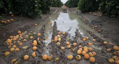 Plantación de naranjos afectada por los temporales de lluvia de 2010 en Cantillana