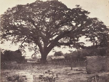 Fotografía de Paul de Rosti del Samán de Güere, tomada en 1857-1858.