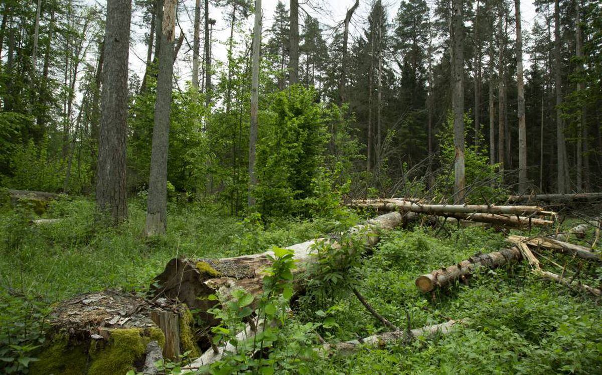 El Gobierno polaco resucita la amenaza de tala del último bosque virgen de  Europa | Internacional | EL PAÍS