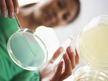 Una joven investigadora realiza una t&eacute;cnica de cultivo celular en un laboratorio.