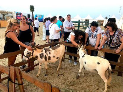 Un grupo de personas acaricia unos asnos en el Festival Internacional del Burro, en Sanlúcar de Barrameda.