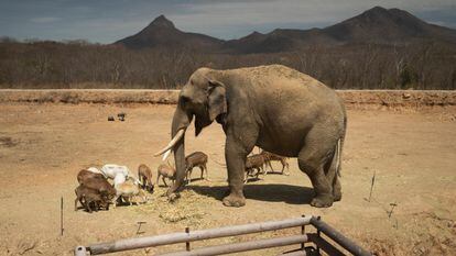 Román 'Big Boy', un elefante rescatado por Ostok en 2021.