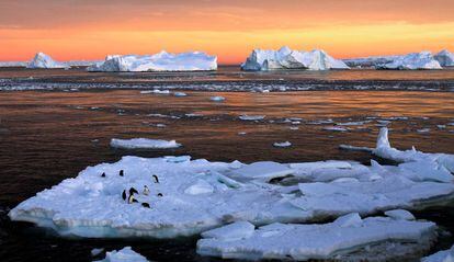 Pingüins a l'Antàrtida.
