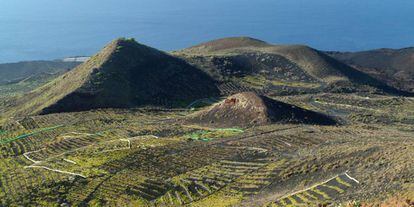 Paisaje de vides criadas en las laderas del volcán Teneguía, en Fuencaliente, en la isla de La Palma.