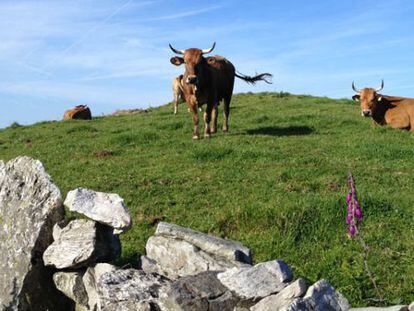 Vacas en una braña, monte donde vivían los 'vaqueiros' de Asturias.