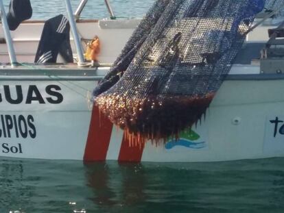 Redes atestadas de medusas en Málaga.