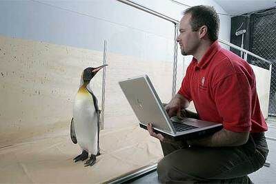 Max Kurz estudia a un pingüino rey.