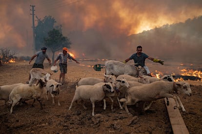 Un grupo de hombres reúnen ovejas para alejarlas de las llamas en Mugla, Turquía.