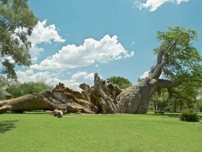 El Platland, milenario baobab de Sudáfrica, tras colapsar a finales de 2017.