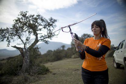 Maribel García, técnico de Iberlince, con una de las antenas de seguimiento que se utilizan para localizar a los linces.