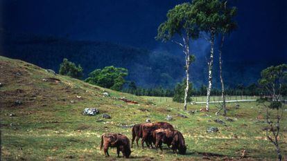 Bisontes europeos en el parque natural de Bialowieza, Polonia.