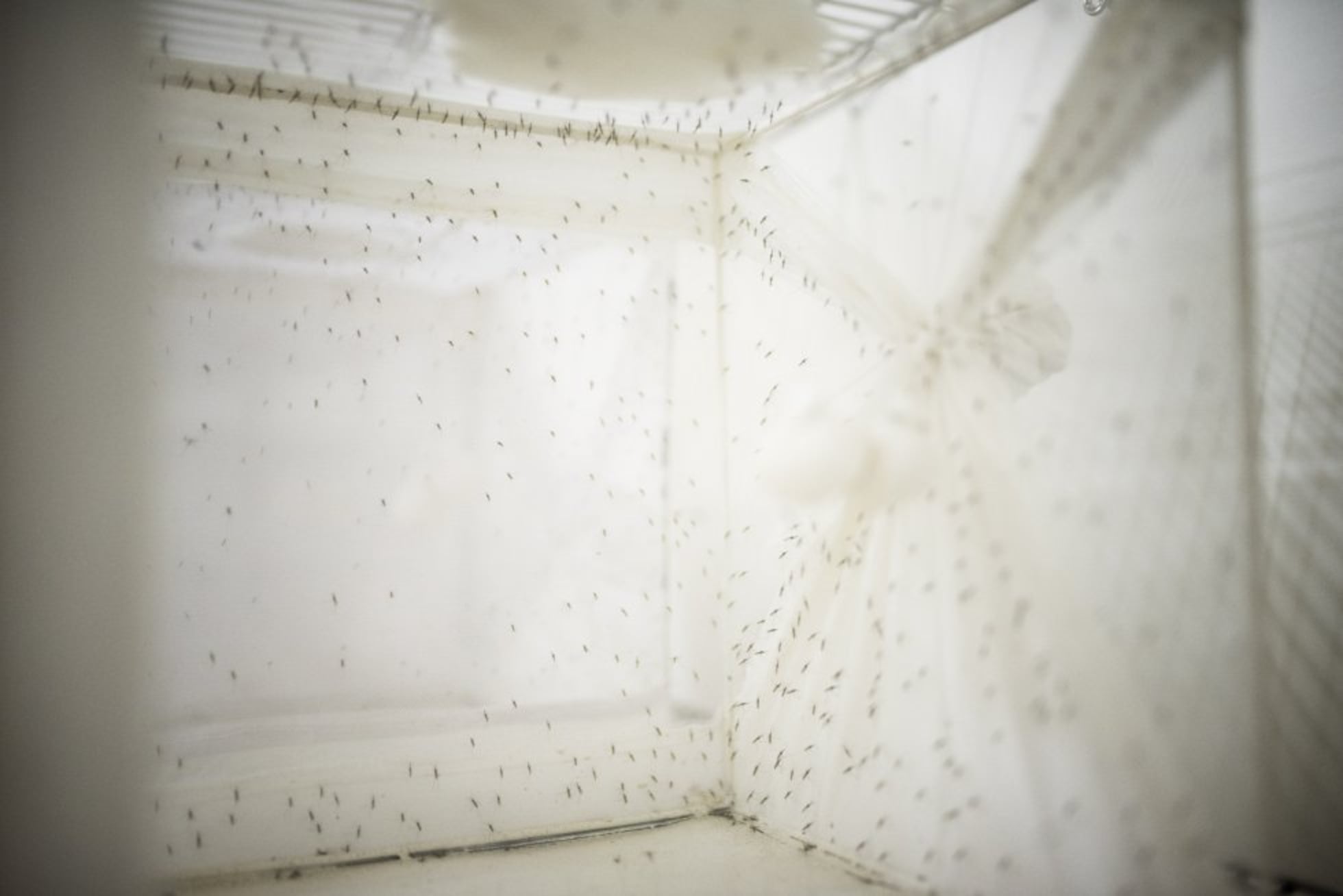 Los mosquitos transgénicos de Burkina Faso pueden acabar con la malaria |  Planeta Futuro | EL PAÍS