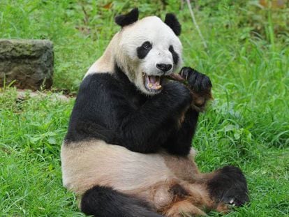 Pan Pan, el panda macho más longevo del mundo.