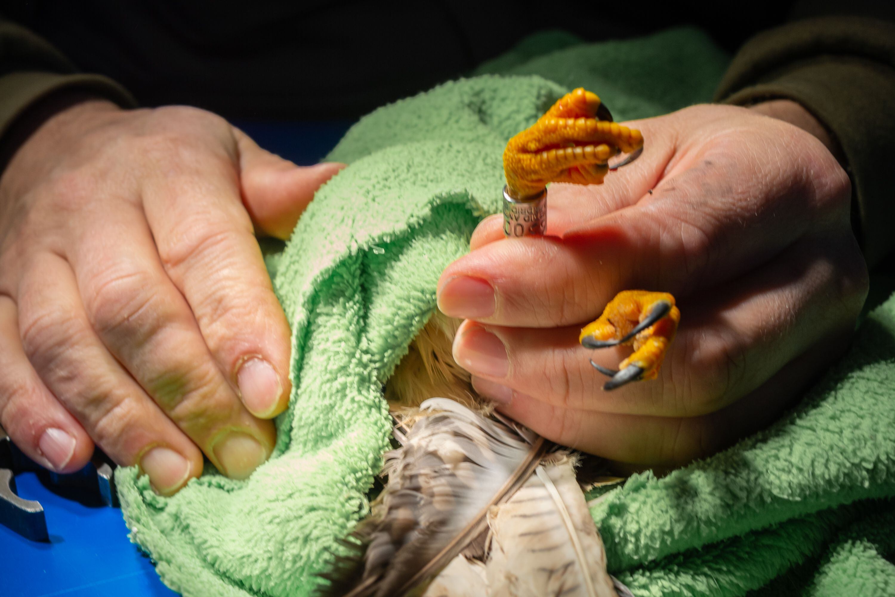 Un veterinario del CRAS instala un brazalete de reconocimiento en un cernícalo antes de su liberación, en Tres Cantos (Madrid), el 31 de enero de 2024.