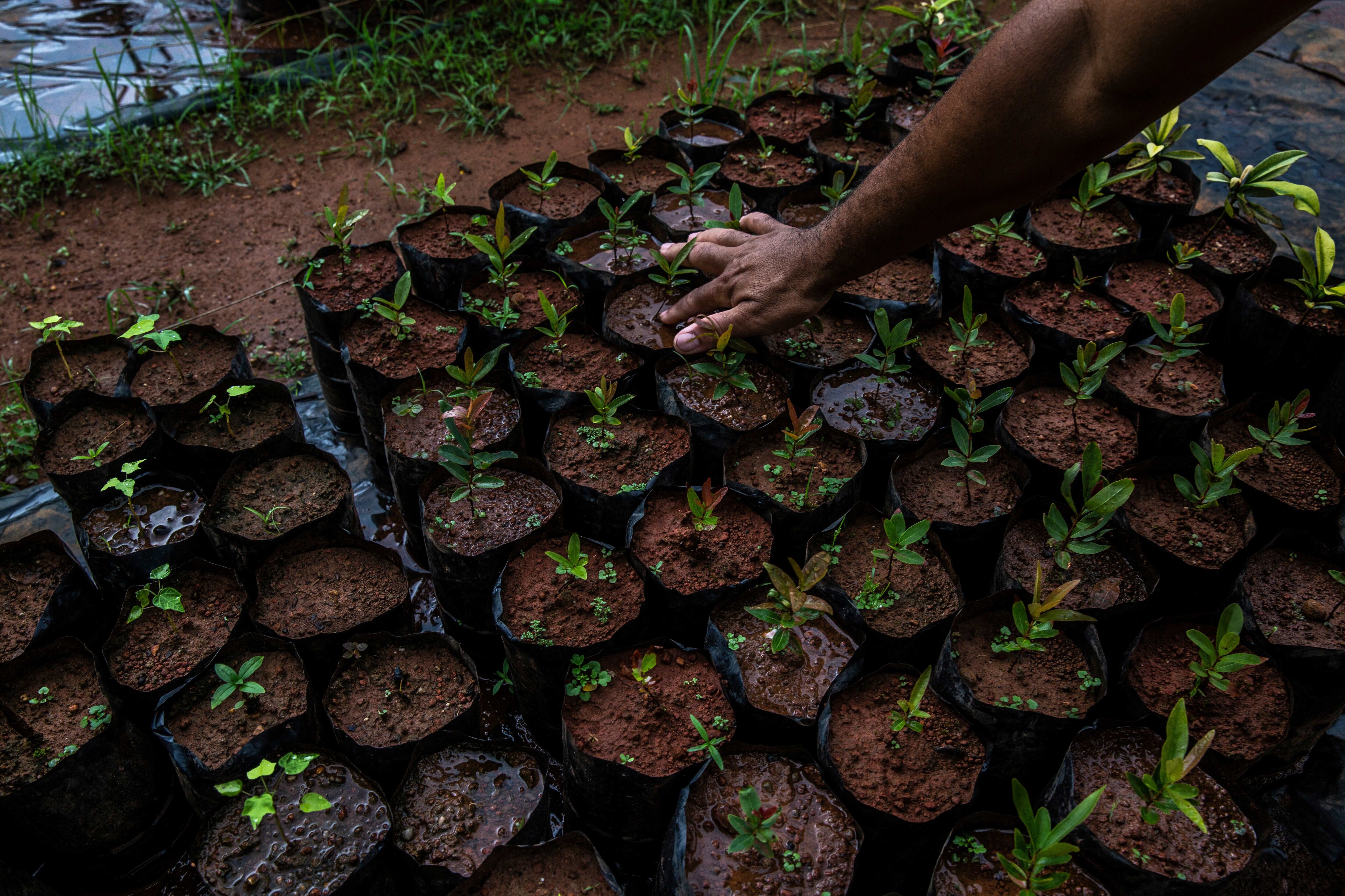 Un invernadero mantiene controladas las plántulas de árboles nativos del Cerrado en el invernadero y almacén de semillas de la Red de Semillas de Xingu, recolectadas por las comunidades nativas y tradicionales de la región para proyectos de regeneración en todo el bioma del Cerrado, en Canarana, Mato Grosso, Brasil.