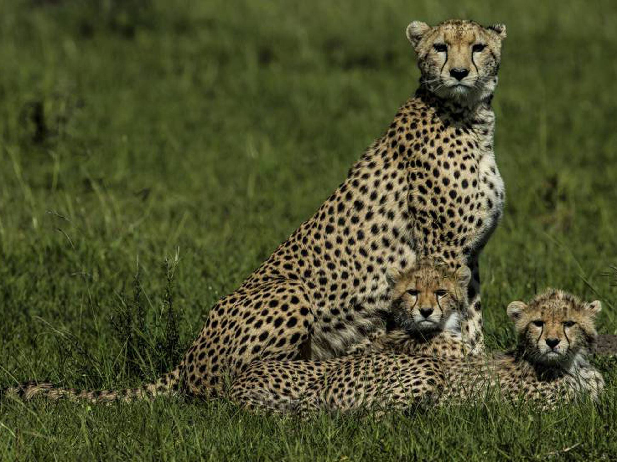 Conociendo a los felinos': “Si tu gato tuviera el tamaño de un león, te  comería” | Televisión | EL PAÍS