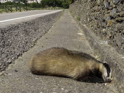 Un teixó atropellat en una carretera de Girona.