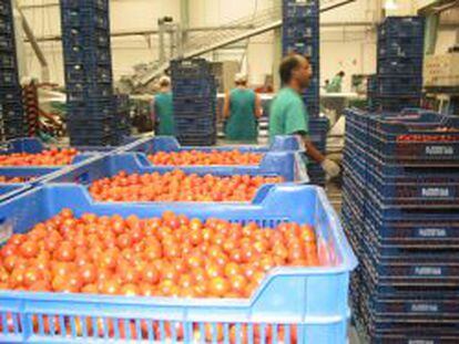 España recibirá ayudas para 94.600 toneladas de frutas y hortalizas
