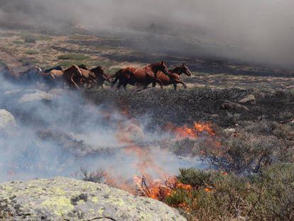 Caballos que pastaban en el monte cuando se inició el incendio en La Granja.