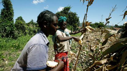 Dos agricultores cosechan maíz en la aldea de Sigor del condado de Bomet, Kenia, en mayo de 2020.