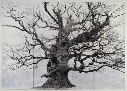 'Majesty' (2006). / TACITA DEAN © Courtesy the artist; Frith Street Gallery, London and Marian Goodman Gallery, New York / París.