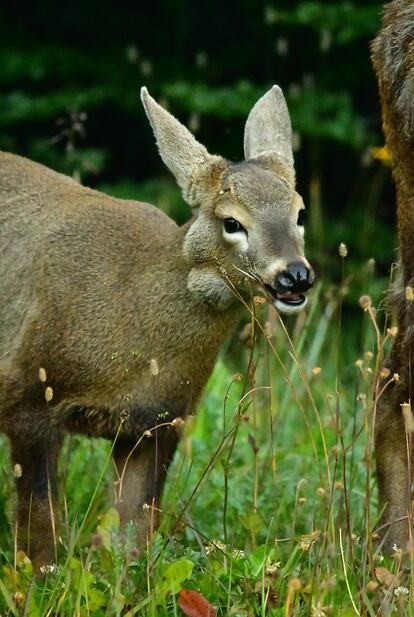 Huemul con abscesos por linfoadenitis caseosa en el parque nacional Cerro Castillo, Chile / Rodrigo De Los Reyes Recabarren