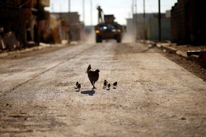 Una gallina con sus polluelos caminan por una calle en el barrio de Intisar (Mosul).