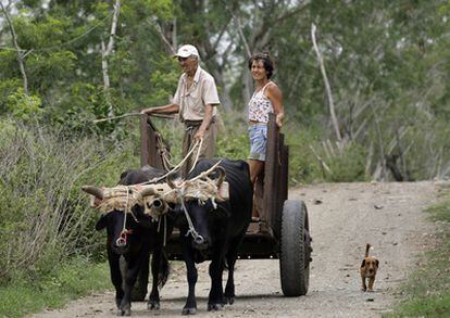 Un granjero cubano conduce un carro tirado por bueyes en Campo Florido, a 40 kilómetros de La Habana.