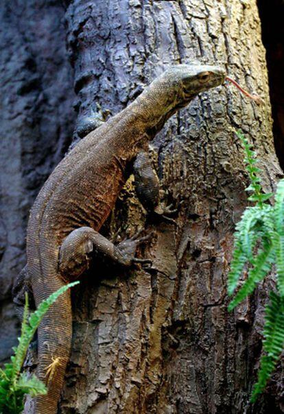 Uno de los dos dragones de Komodo, los mayores lagartos del mundo, originarios de Indonesia.